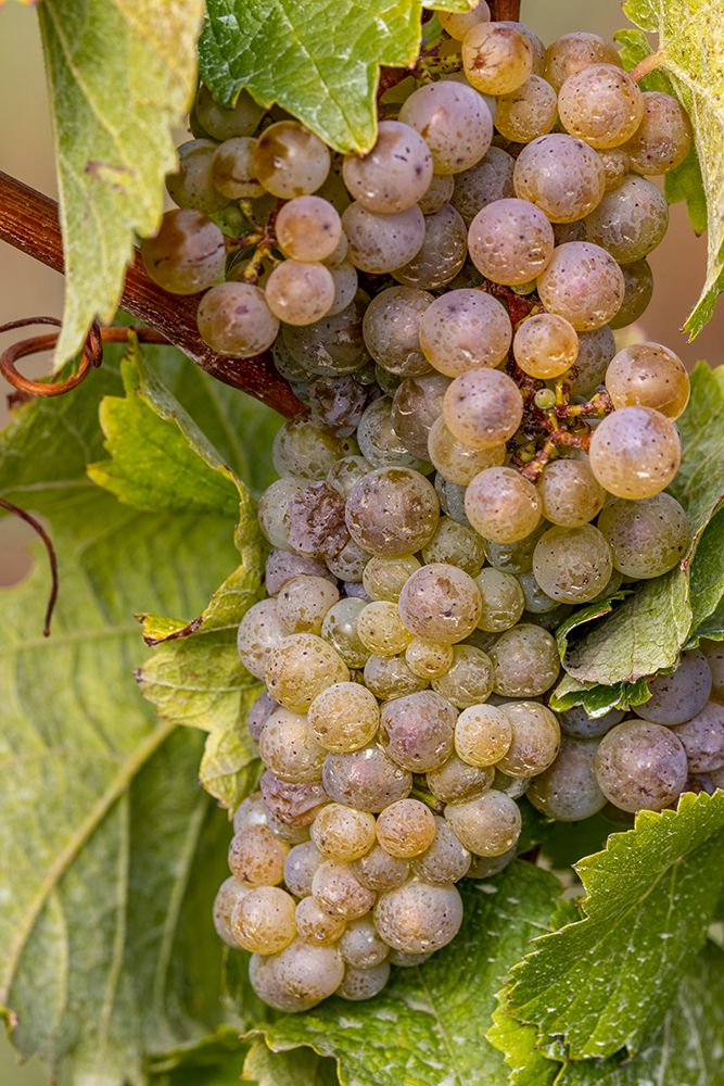 Mature Riesling grapes on the vine at Yamhill Valley Vineyards near McMinnville-Oregon-USA